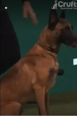 belgian malinois