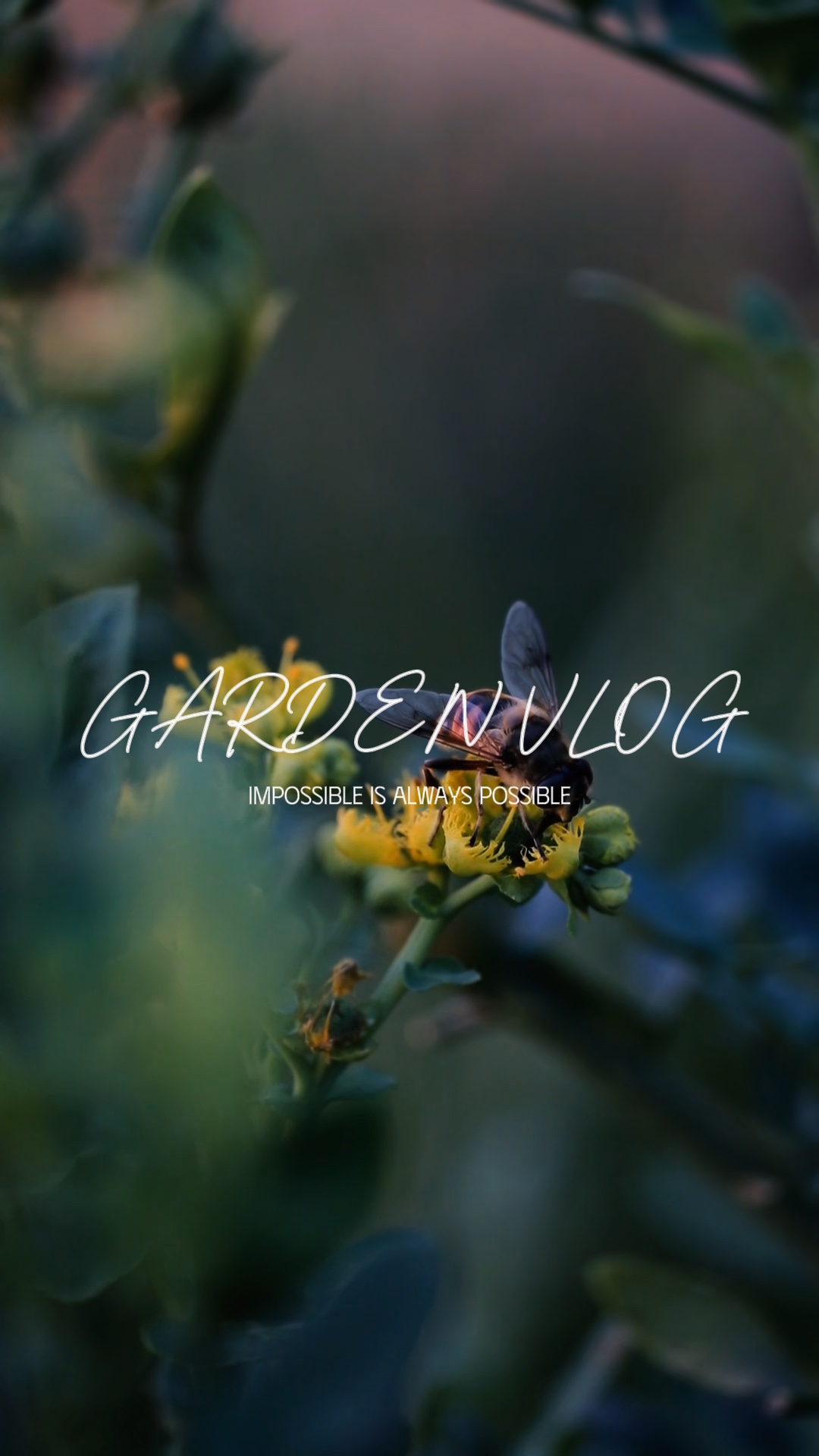 Vlog do jardim 