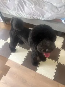 うちの子クリスマス