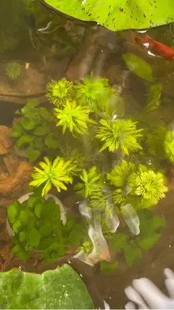 Nuôi cá thuỷ sinh