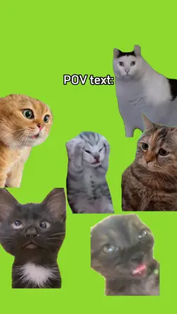 Meme mèo tổng hợp