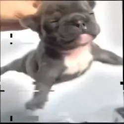 I am piddle