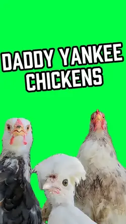 DADDY YANKEE CHICKEN