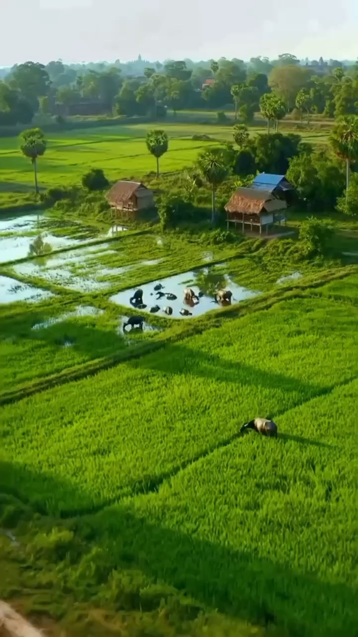 ควายหาย