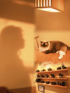 고양이