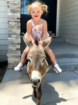Ride a donkey