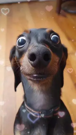 dachshund 