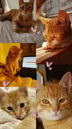 Collage pet