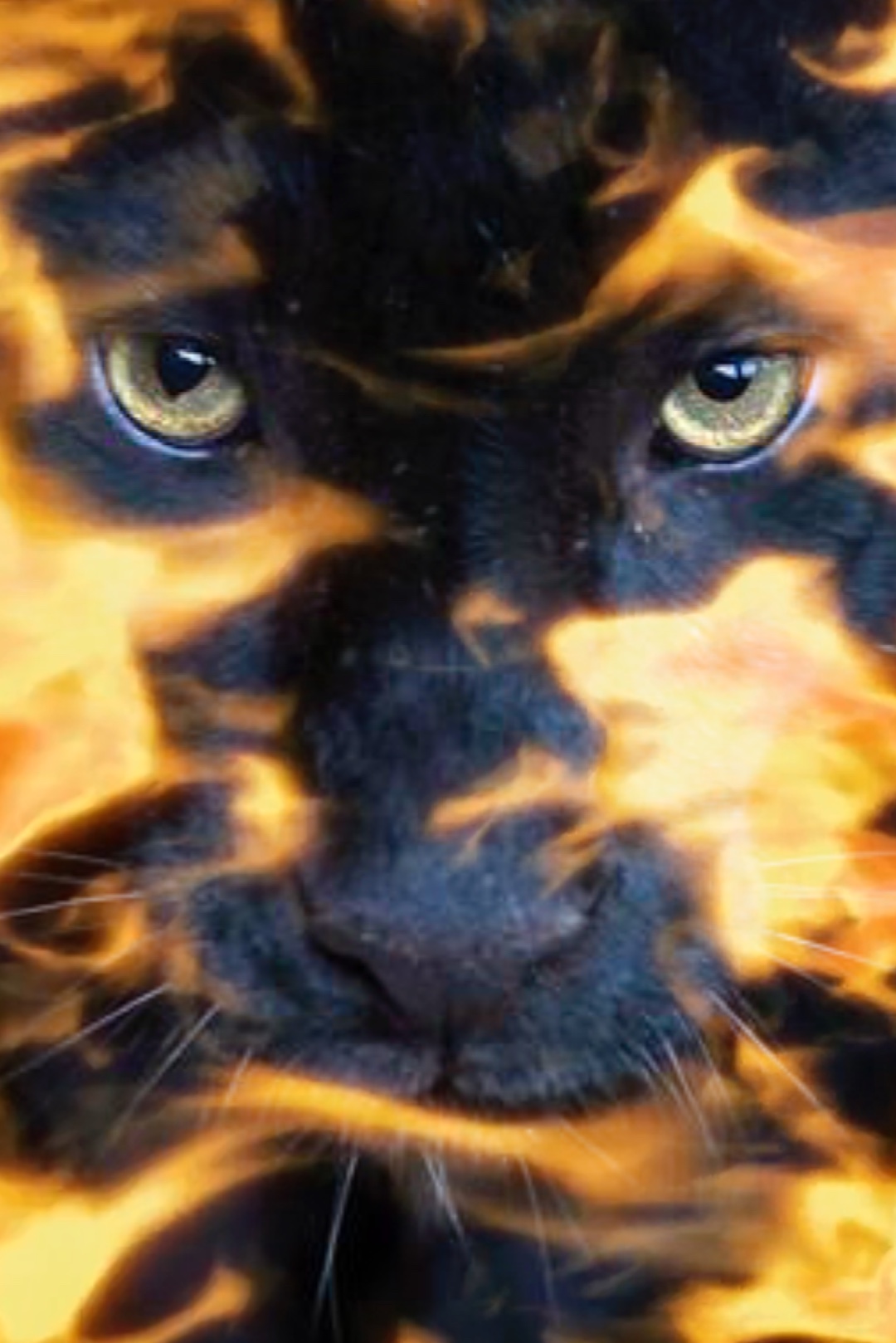 Schwarzer Panther 1