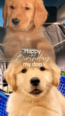 HBD DOG