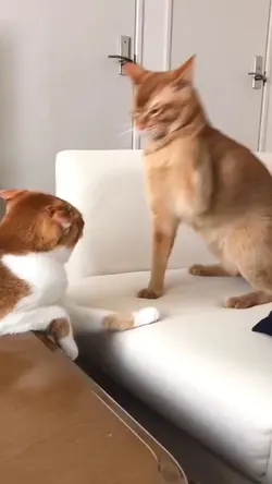 cat fighting