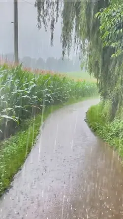the rain Ghép mưa