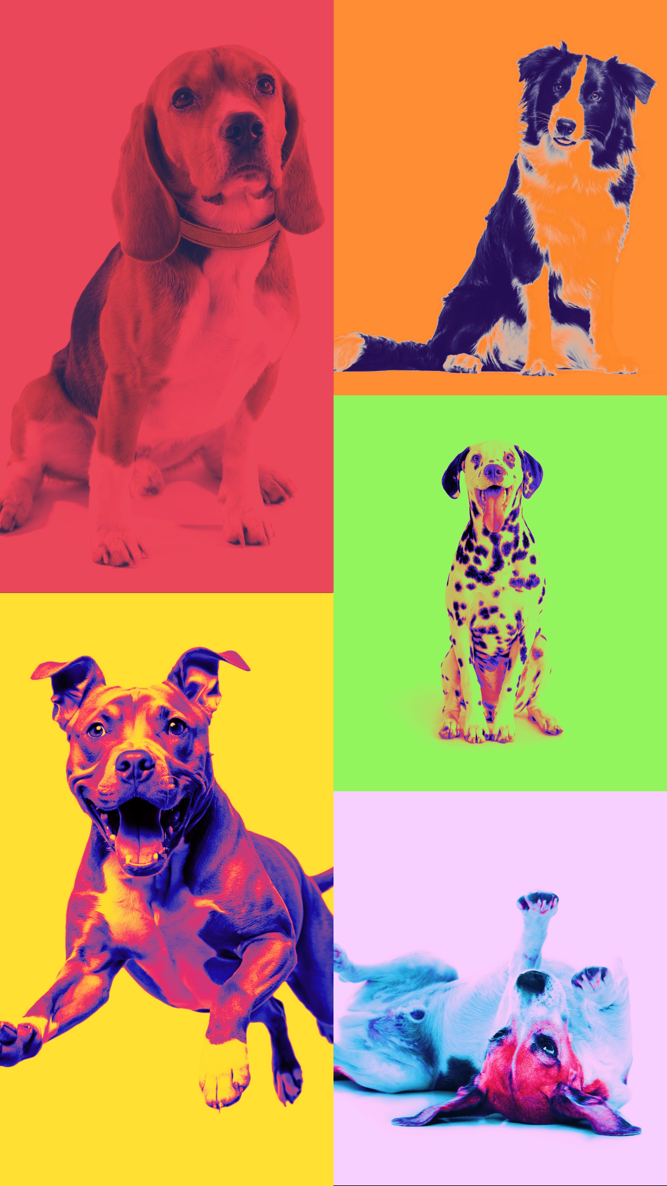 Deixe os cachorros ou