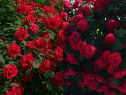 နှင်းဆီ