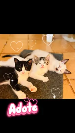 Gatinhos adoção