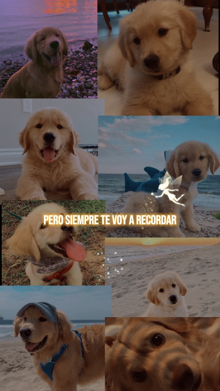 Mi Gran Amigo