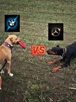 BMW vs Mercedes Edit