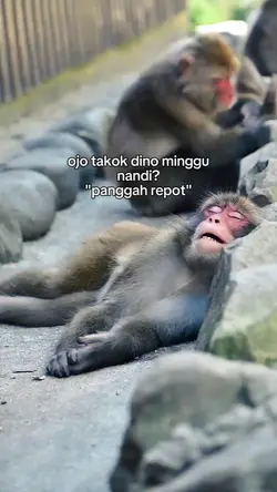 panggah repot