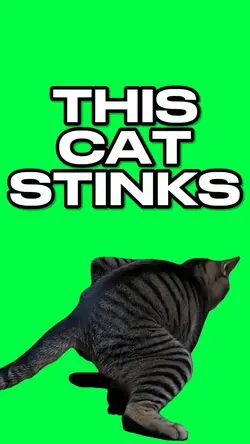 THIS CAT STINKS MEME