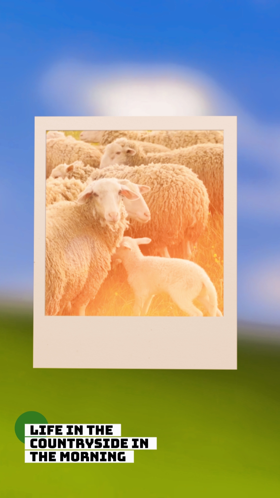 Campo 