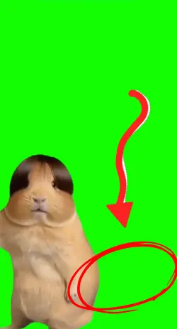 Hamster fofo