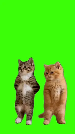 Cat/Gato.