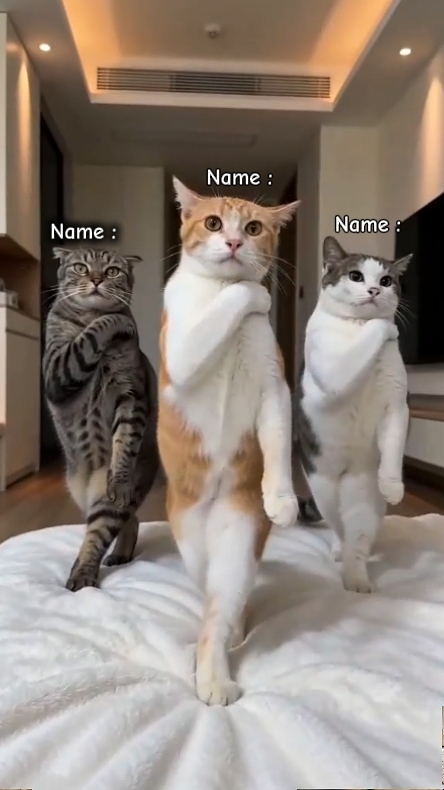 Tanz Katze Trend