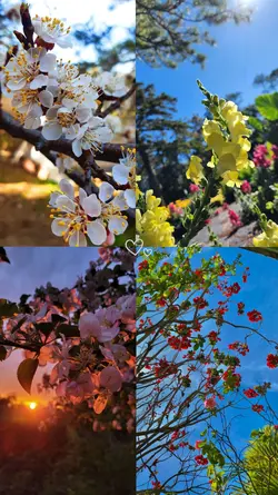 flowers collage