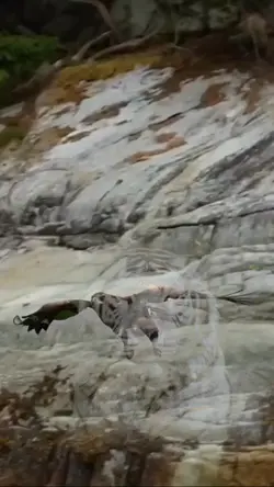 #هيبة النمر والنسر