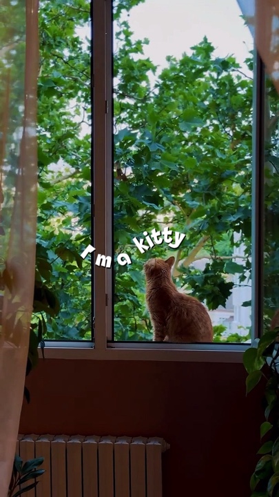 Kitty 