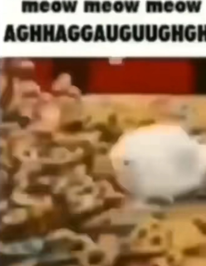 meow meow meow