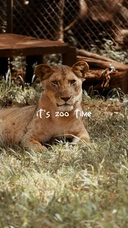 it's zoo time 