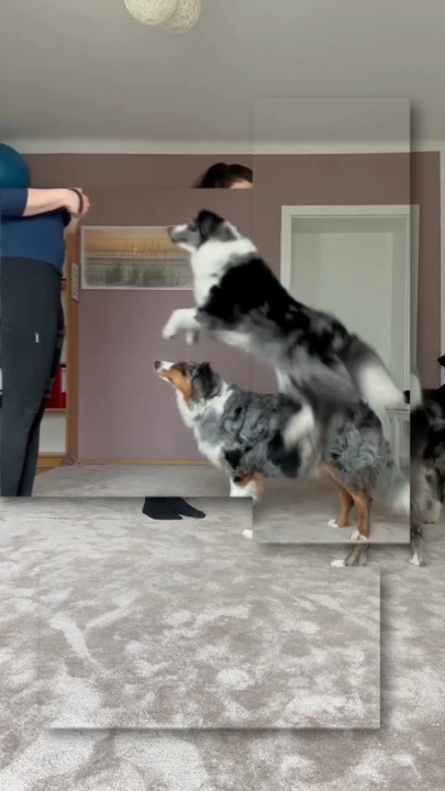 Perrito sentado