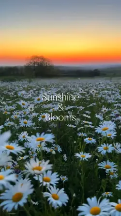 Sunshine & Blooms