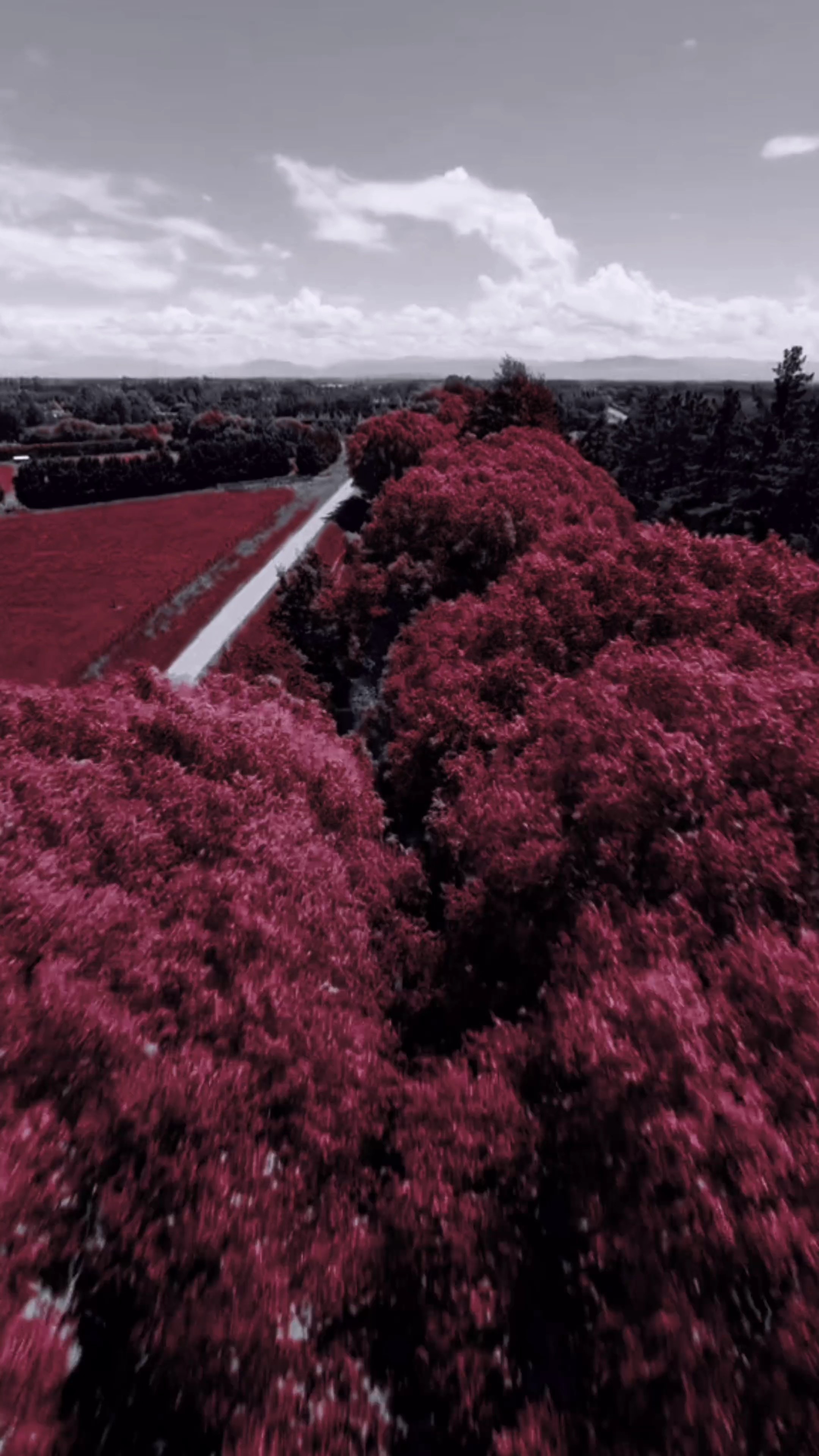 تحبني ولاماتحبني