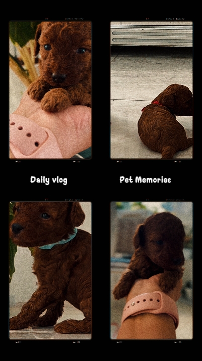 Memórias de animais de estimação