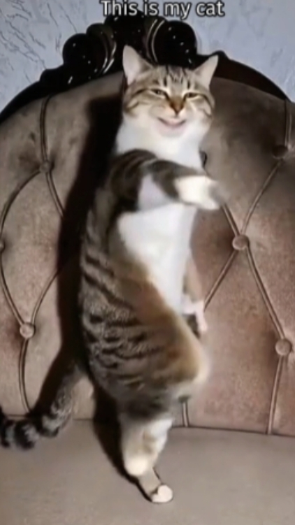 my Cat