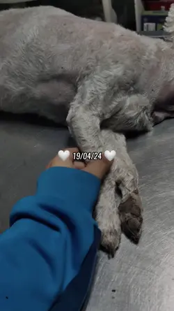 Ese día... ╥﹏╥