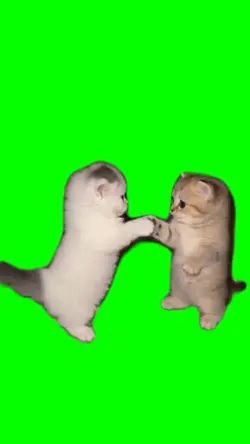 Cat Dance Trend