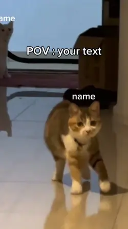 cat meme