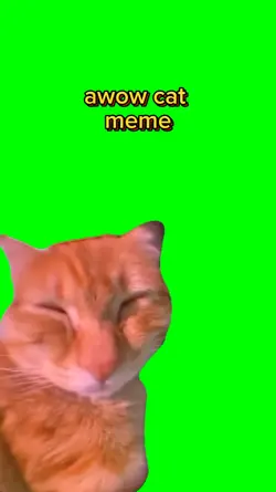 awow cat meme