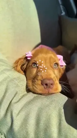 Cute Doggie