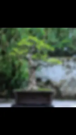 buat pecinta bonsai 