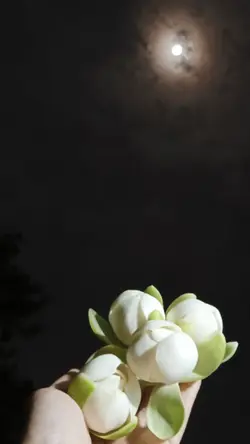 Night Flower