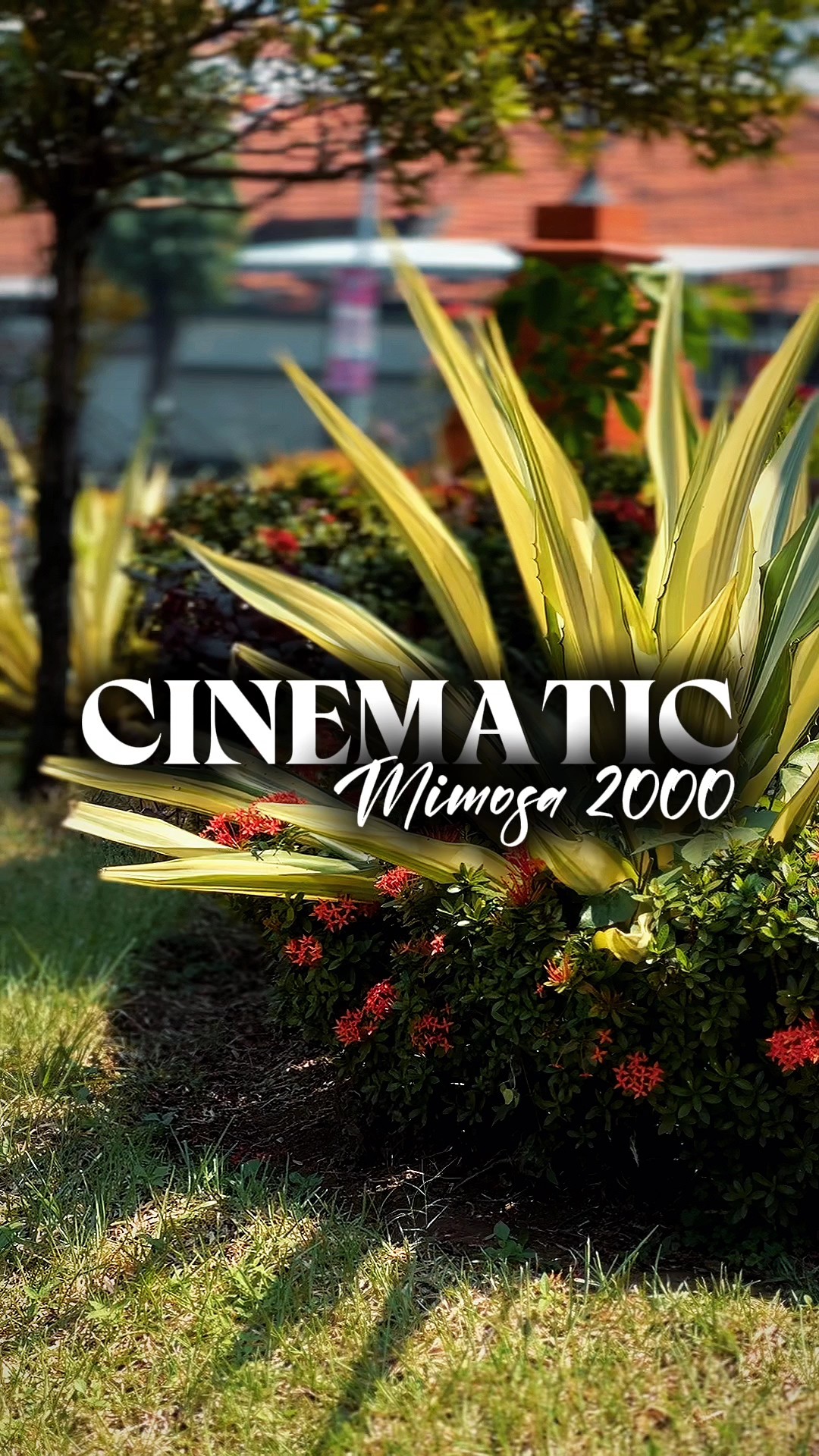 MIMOSA 2000