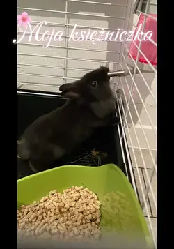 Moja księżniczka