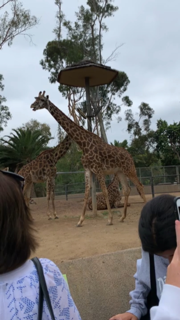 Vlog in the Zoo