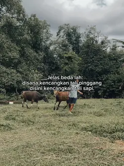 sapi