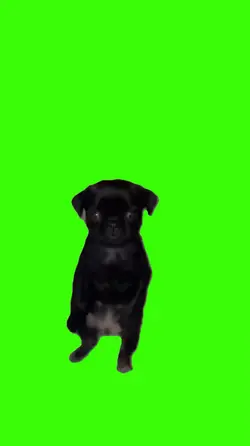 Dog/Cachorro.