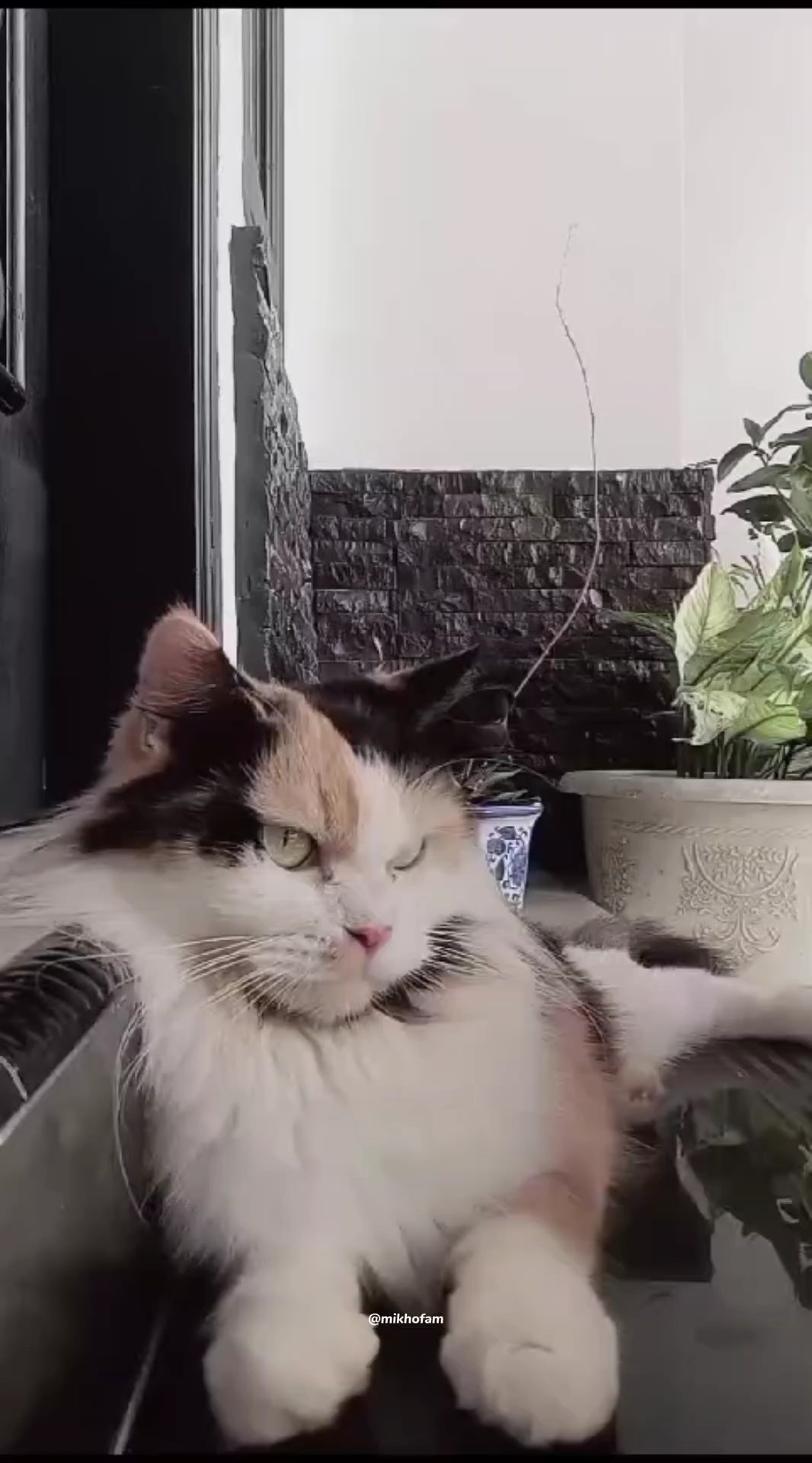 sound kucing lucu
